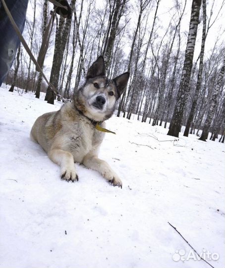 Дейзи из приюта ищет хозяина