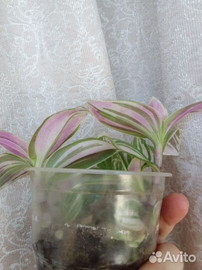 Традесканция нанук