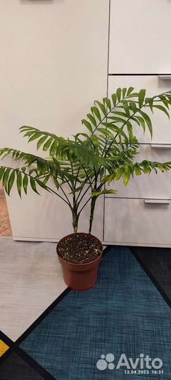 Фикус микрокарпа,робуста,хамедория