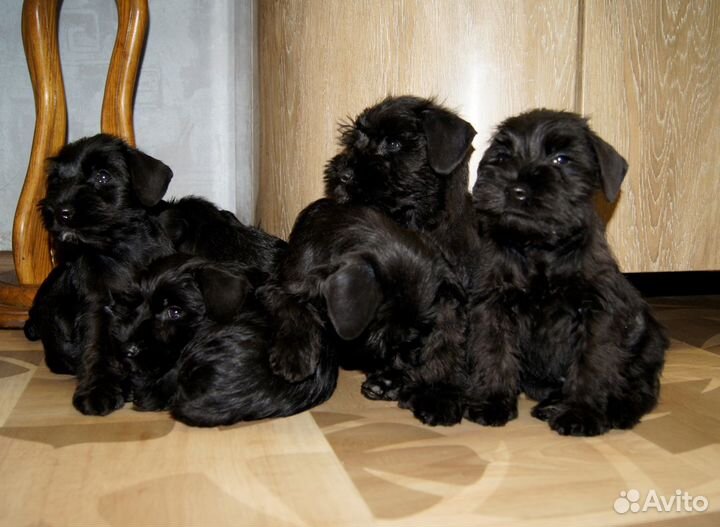 Цвергшнауцер малыш