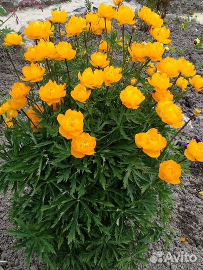 Многолетники