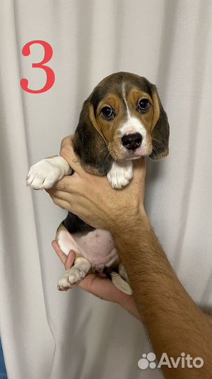 Щенки бигль