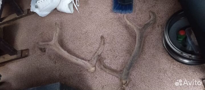 Рога молодого лося 2023 600гр 45см