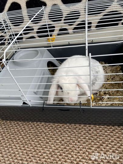 Декоративные кролики домашний мини