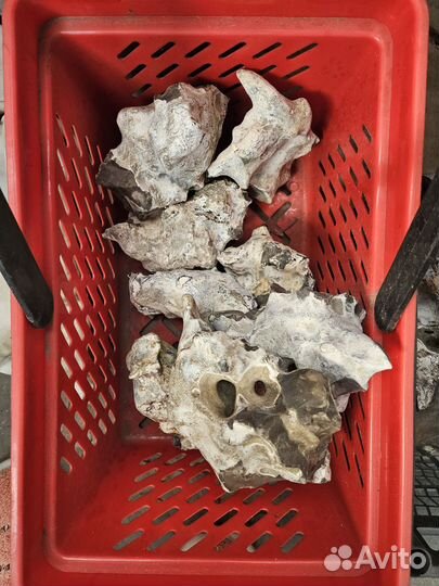 Камень кремний