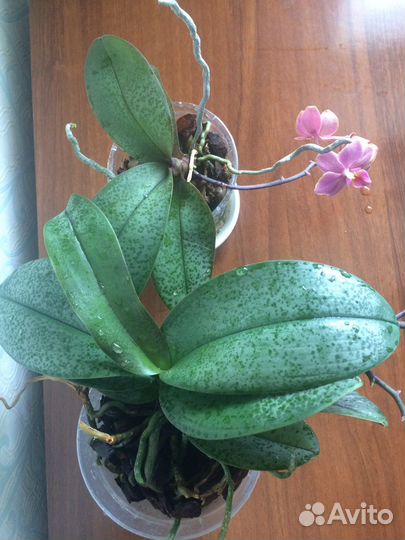Орхидея фаленопсис