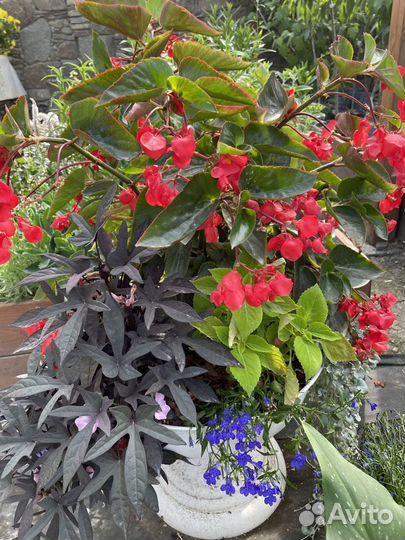 Цветы в кадка, вазонах, кашпо