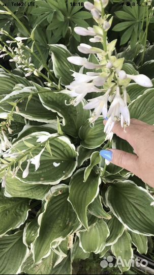 Саженцы хосты