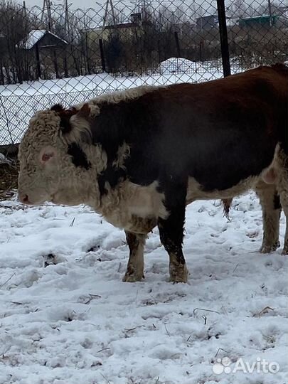 Продам стельных коров герефордов