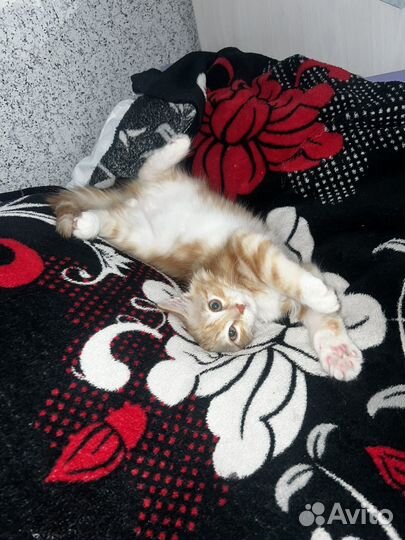 Котенок 2 месяца (мальчик)