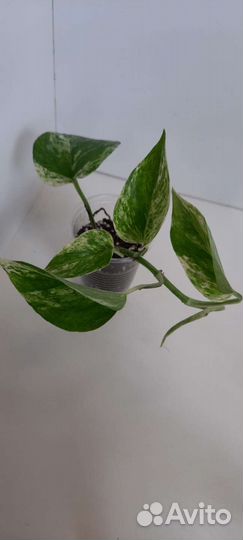 Эписция, кофе, сциндапсус, спатифиллум