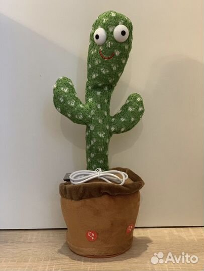 Кактус танцующий