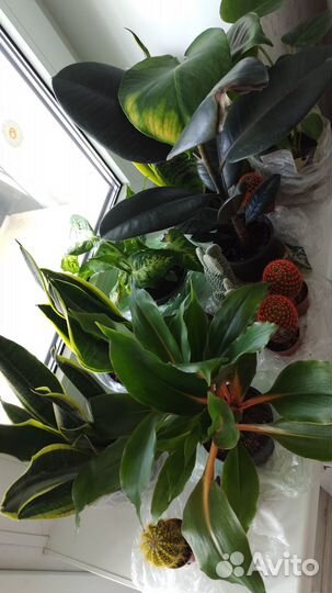 Комнатные растения цветы