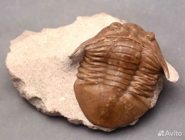 Трилобит Asaphus platyurus #4530 окаменелость