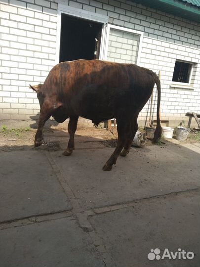 Продается бык