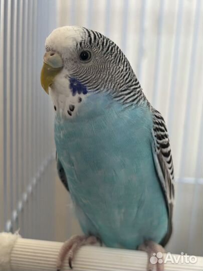 Продаю волнистых попугайчиков вместе с клеткой