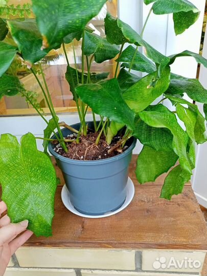 Калатея нетворк