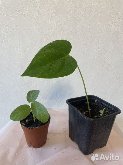 Маранта, антуриум, манго