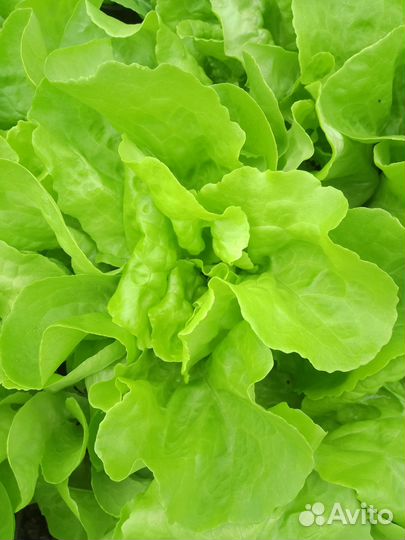 Салат листовой