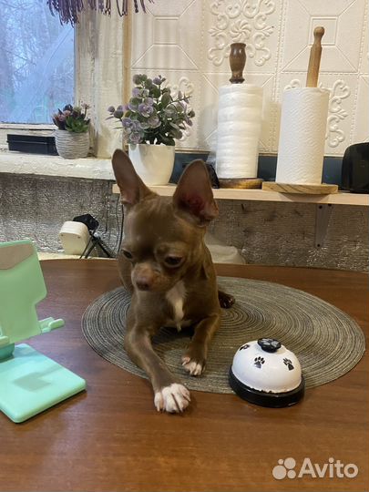 Жених Чих (мальчик красавчик)вязка