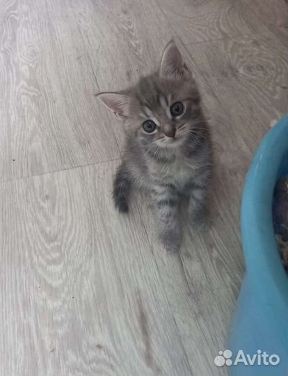 Кошка в дар бесплатно