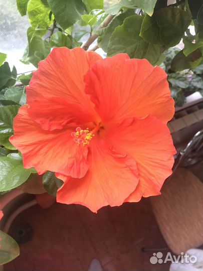 Гибискус оранжевый