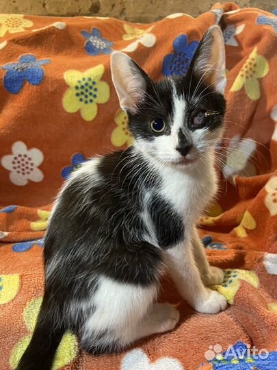 Котята сладкие булочки ищут дом