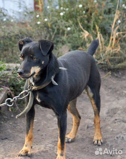 Собака ищет дом