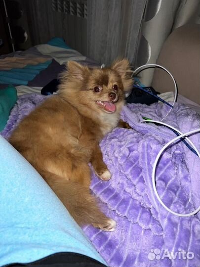 Шпиц вязка девочка