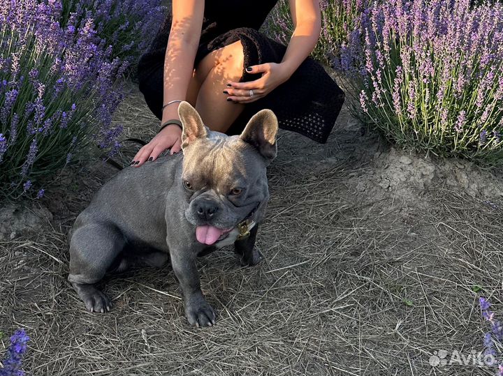 Французский бульдог голубого окраса вязка