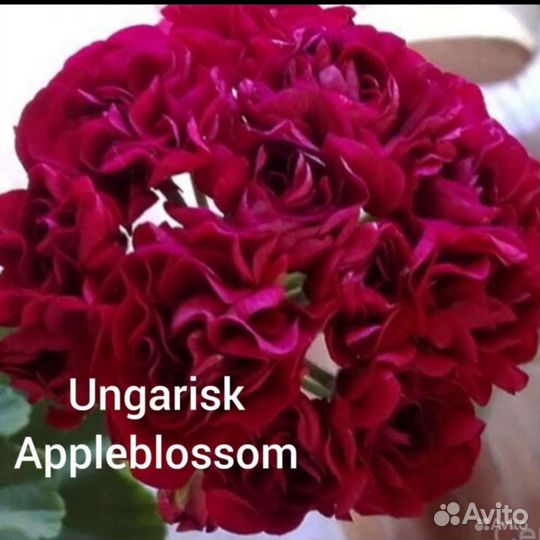 Пеларгония герань