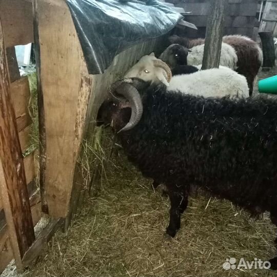 Овцы бараны ягнята