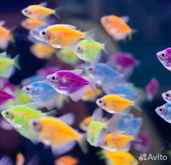 Аквариумные рыбки