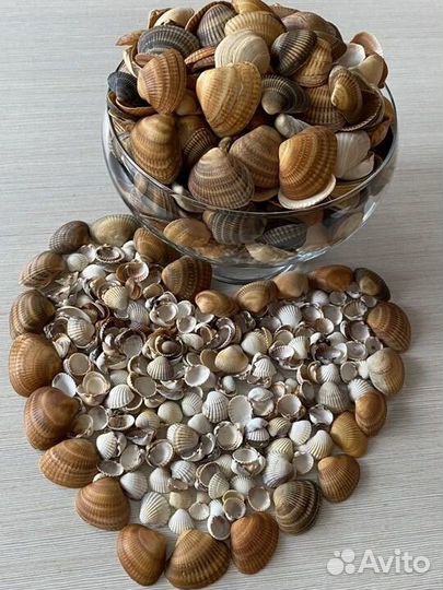 Морские ракушки раковины