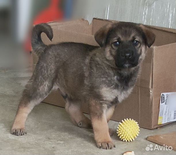 Щенок Амур, 1,5 мес., в дар