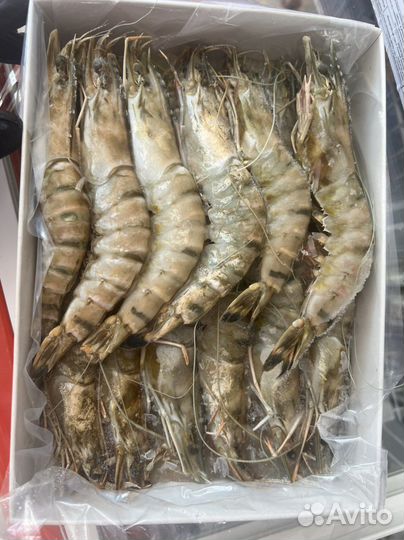 Тигровая креветка 16/20