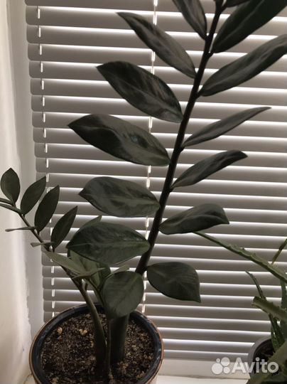 Замиокулькас