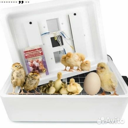 Инкубатор для яиц