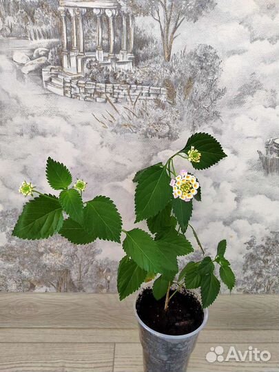 Лантана камаро. Цветет круглогодично