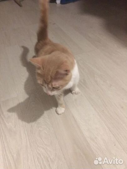 Котята в добрые руки бесплатно мальчик