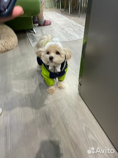 Вязка собак