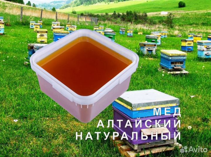 Мед натуральный с Алтая опт
