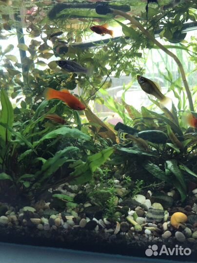 Рыбка петушок