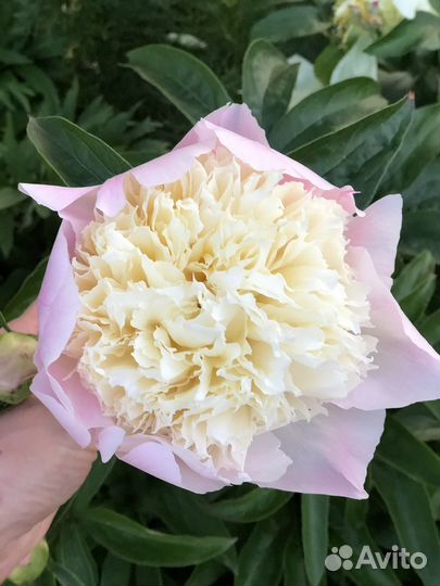 Пионы саженцы