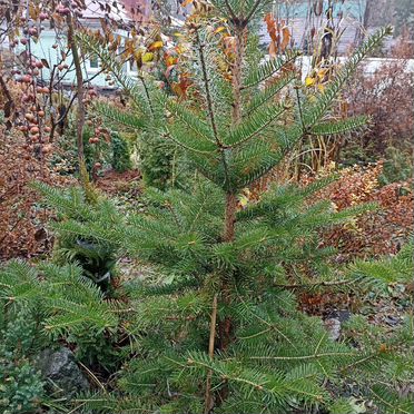 Пихта сибирская саженцы