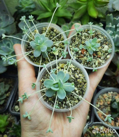 Суккуленты