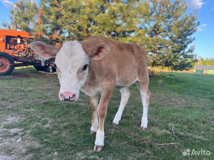 Телочка джерси