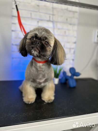 Стрижка собак зоостудия Novik groom