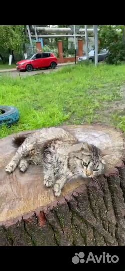 Кошечка в добрые руки