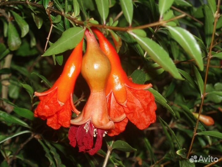 Гранат (комнатное растение)